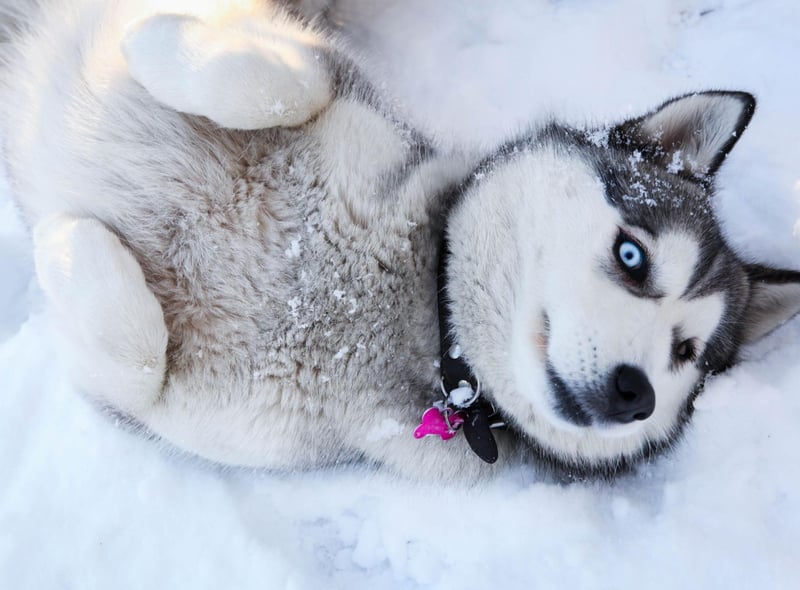 The Siberian Husky is probably the first dog breen most of us think of when it comes to canines comfy in cold climates. Bred to pull slades over vast distances of arctic tundra, this is a dog that can cope with anything the weather can throw at them.