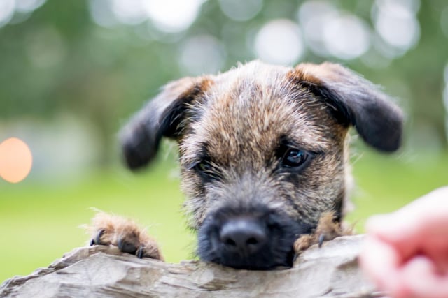 While Border Terriers are now mainly beloved family pets, they were originally bred to flush out and kill foxes, as well as hunting vermin, badgers and even otters.