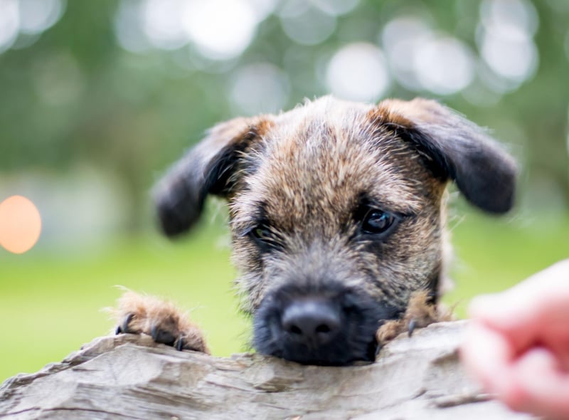 While Border Terriers are now mainly beloved family pets, they were originally bred to flush out and kill foxes, as well as hunting vermin, badgers and even otters.