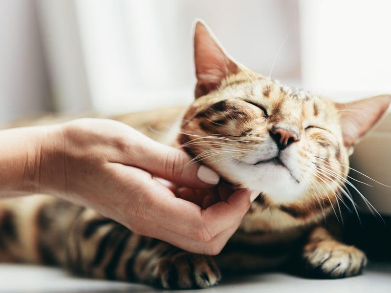 Want a cool, calm and collected cat? Then the Bengal is probably not for you. These adorable cats are very curious, agile, intelligent and incredibly fond of playtime.