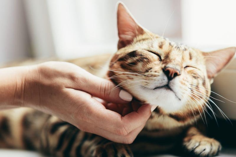 Want a cool, calm and collected cat? Then the Bengal is probably not for you. These adorable cats are very curious, agile, intelligent and incredibly fond of playtime.