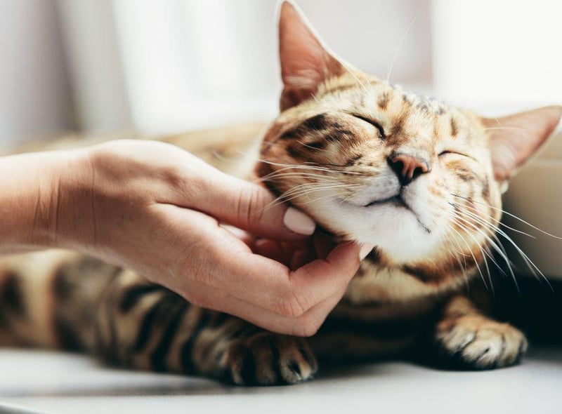 Want a cool, calm and collected cat? Then the Bengal is probably not for you. These adorable cats are very curious, agile, intelligent and incredibly fond of playtime.
