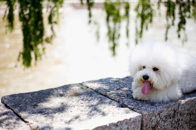 Celebrity Bichon Frise owners include Susan Sarandon, Barbra Streisand, Doris Day, Eva Longoria, Demi Lovato and Coleen Rooney.