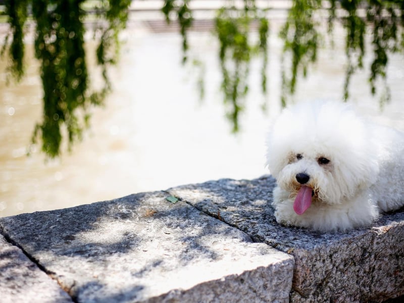 Celebrity Bichon Frise owners include Susan Sarandon, Barbra Streisand, Doris Day, Eva Longoria, Demi Lovato and Coleen Rooney.