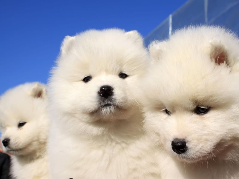 The Samoyed is a breed traditionally used in Siberia to herd animals. Rare in the UK, they have a deep love of human companionship and excitably greet strangers into their home - making for very poor guard dogs.