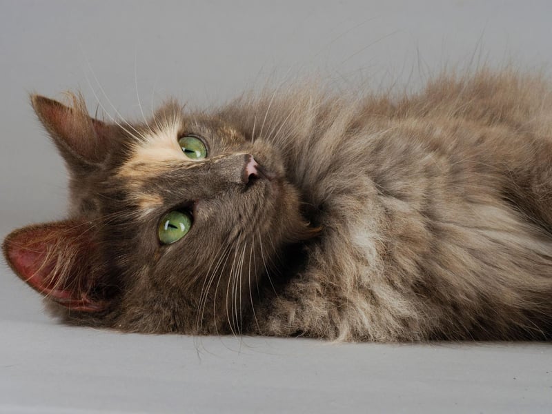 A rare and ancient breed of cat, the Turkish Angora is a small cat, but with big, beautiful eyes.