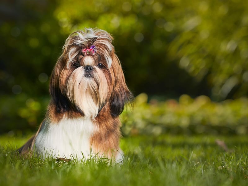 Originating in Tibet, the Shih Tzu is a popular companion dog that researchers found will live to an average of 11.05 years.