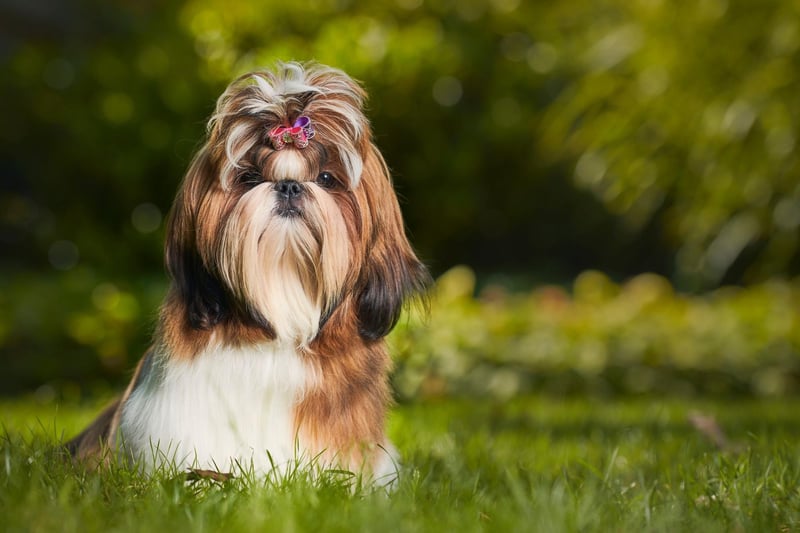 Originating in Tibet, the Shih Tzu is a popular companion dog that researchers found will live to an average of 11.05 years.
