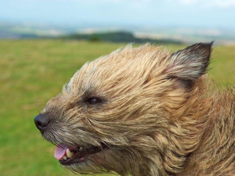 Teddy is the most popular name with Border Terrier owners. It's a shortened version of Edward or Theodore, meaning 'gift of god' or 'rich'. Of course it's probably number one due to the cuddly toy teddy bear, inspired by US President Theodore Roosevelt.