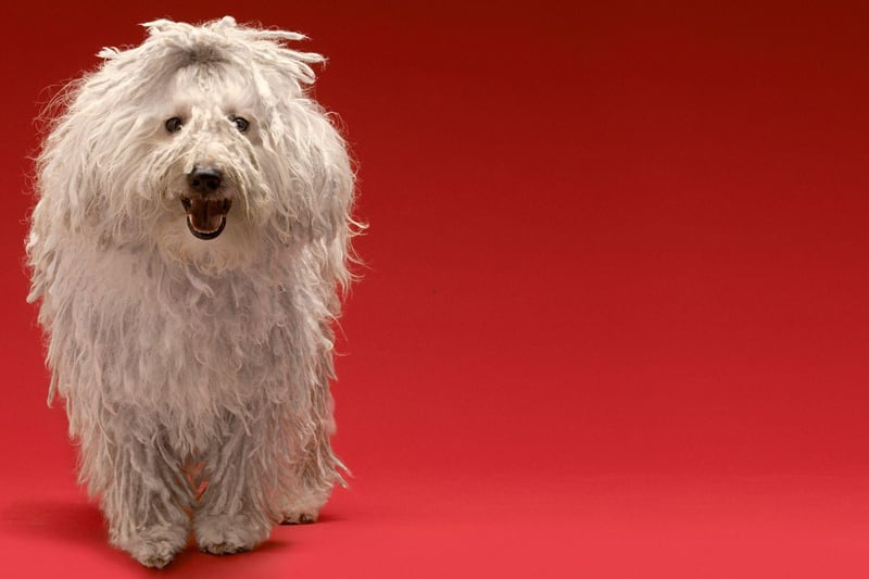 Another high-maintenance Hungarian, the Komondor has a coat that looks like dreadlocks, which need to be regularly separated and cleaned. They are a deeply loyal and protective breed.