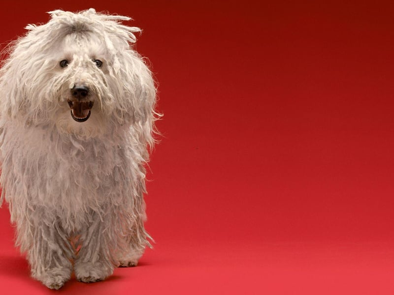 Another high-maintenance Hungarian, the Komondor has a coat that looks like dreadlocks, which need to be regularly separated and cleaned. They are a deeply loyal and protective breed.