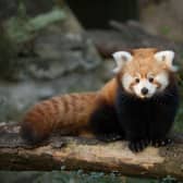 A four-month-old red panda kit at Edinburgh Zoo. Picture: RZSS/ Siân Addison