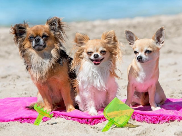 Freezing your dogs’ food is a great way to keep them both cool and occupied. Try stuffing your dog’s favourite meal or treats into a kong or spreading them onto a lick mat before popping them in the freezer. Once frozen, you can give it to your dog and watch their delight as they spend hours licking it, just like an ice lolly. Frozen bananas or carrots will go down a treat.