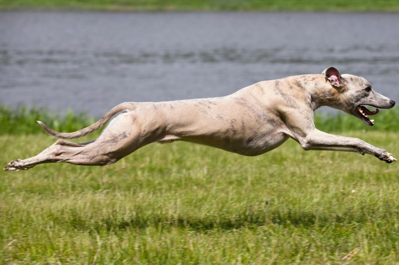A less cheery name comes in eighth for most popular names with Greyhound owners. Lola is a shortened form of Dolores - a Spanish name meaning 'sorrows'.