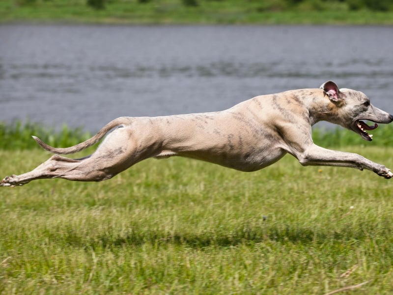 A less cheery name comes in eighth for most popular names with Greyhound owners. Lola is a shortened form of Dolores - a Spanish name meaning 'sorrows'.