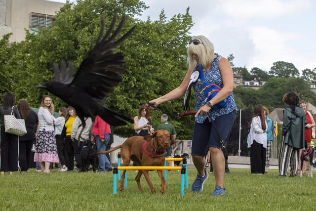 Sue Webber, Scottish Conservative MSP for Lothian, with Alfie the 15-month-old Hungarian Vizsla as they take on the assault course at the fifth Holyrood Dog of the Year competition, run by The Kennel Club and Dogs Trust. Picture: Katielee Arrowsmith/SWNS