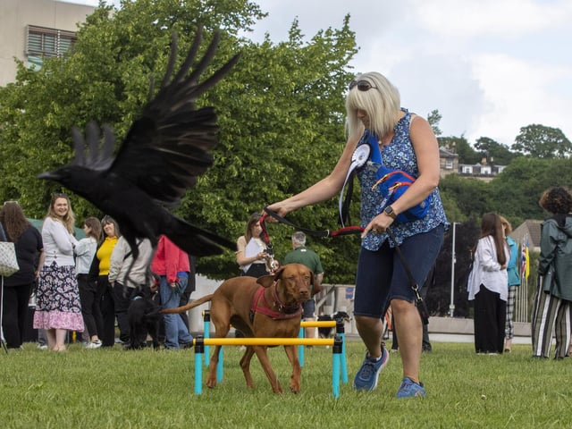 Sue Webber, Scottish Conservative MSP for Lothian, with Alfie the 15-month-old Hungarian Vizsla as they take on the assault course at the fifth Holyrood Dog of the Year competition, run by The Kennel Club and Dogs Trust. Picture: Katielee Arrowsmith/SWNS