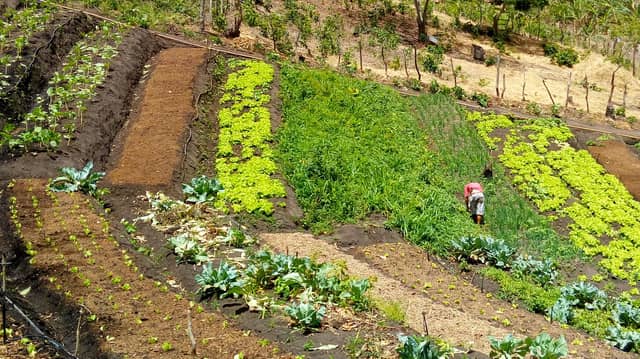 Verdant gardens provide the vegetables farmers are selling via WhatsApp