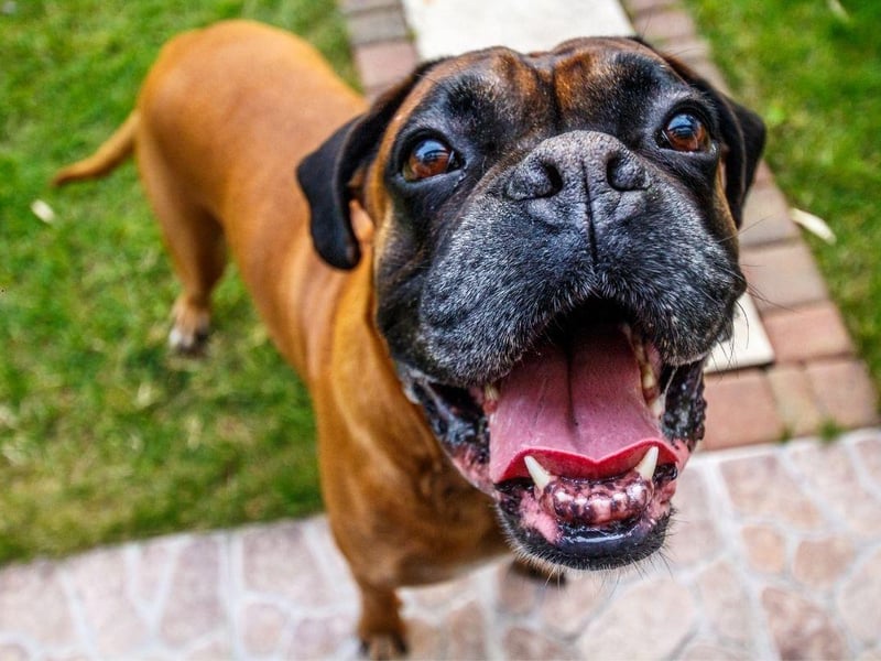 Instinctively protective towards their owners, the Boxer just adores human affection, making for an instantly adorable pet. They are also great with children and need very little grooming.