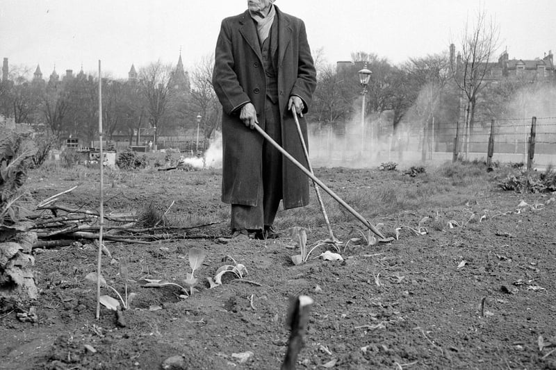Another picture of the Meadows allotments - this one of 90-year-old Mr Giusepperisi hard at work in April 1962.