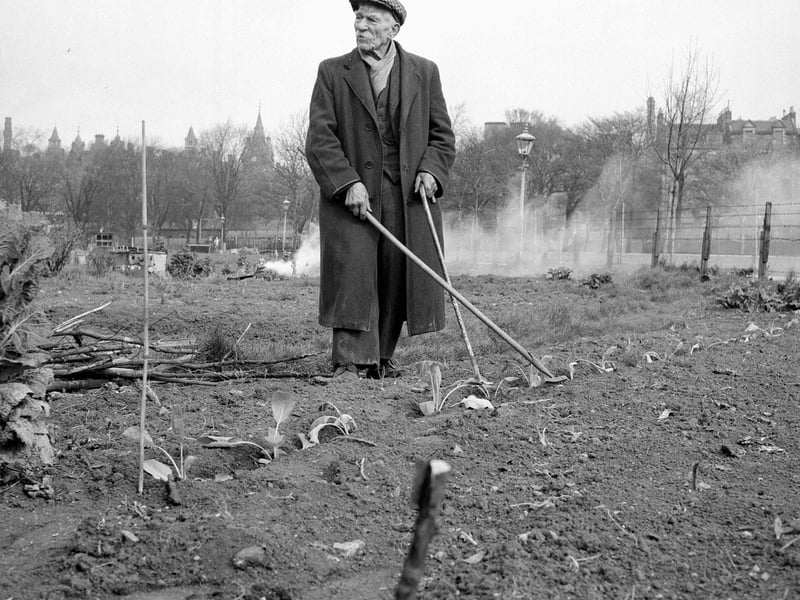 Another picture of the Meadows allotments - this one of 90-year-old Mr Giusepperisi hard at work in April 1962.