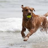 A dog enjoying the sea during fine weather, but nearly eight in 10 British dog owners who visit UK beaches have been put off letting their pet in the sea by raw sewage-dumping, a poll suggests. (Pic: Gareth Fuller/PA Wire)