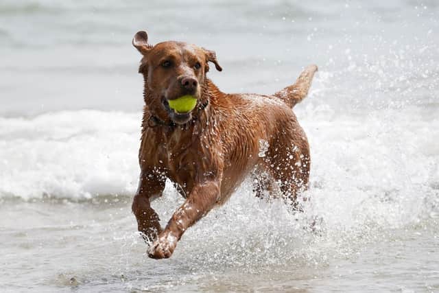 A dog enjoying the sea during fine weather, but nearly eight in 10 British dog owners who visit UK beaches have been put off letting their pet in the sea by raw sewage-dumping, a poll suggests. (Pic: Gareth Fuller/PA Wire)