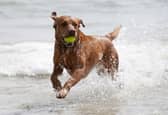 A dog enjoying the sea during fine weather, but nearly eight in 10 British dog owners who visit UK beaches have been put off letting their pet in the sea by raw sewage-dumping, a poll suggests. (Pic: Gareth Fuller/PA Wire)