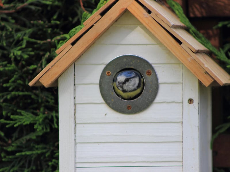 Several of Scotland's most familiar and popular garden birds will start building nests in February - including in nest boxes. Look out for robins and blue tits busily gathering materials and give them a helping hand by leaving out food.