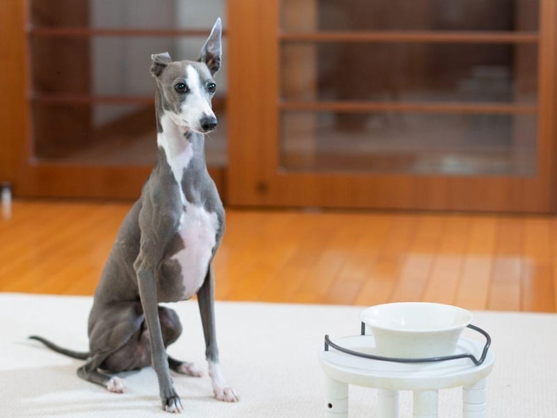 Both the Greyhound and the smaller Italian Greyhound thrive on routine and any dietary change can lead to them refusing food. Turning their noses up at food they usually gobble down can also be a sign of stress.