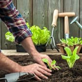 Are you thinking about trying out some gardening? (Photo: Shutterstock)