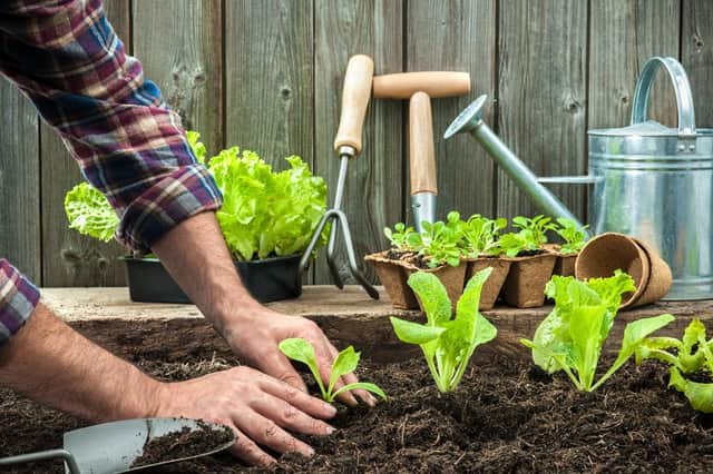 Are you thinking about trying out some gardening? (Photo: Shutterstock)