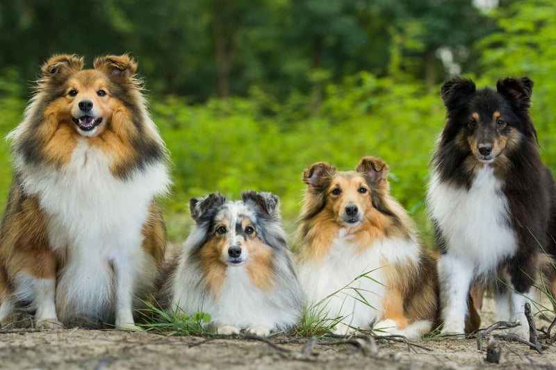 Like Border Collies, Shetland Sheepdogs are great at herding animals due to their extreme intelligence. They thrive on being given new things to learn - the more energetic the better.