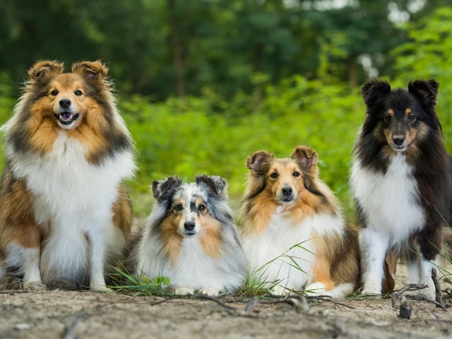 Like Border Collies, Shetland Sheepdogs are great at herding animals due to their extreme intelligence. They thrive on being given new things to learn - the more energetic the better.