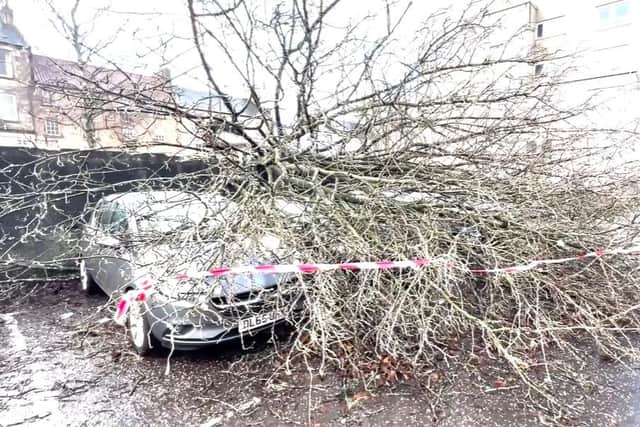 The fallen tree damaged several vehicles in its path (pic: Lisa Ferguson)
