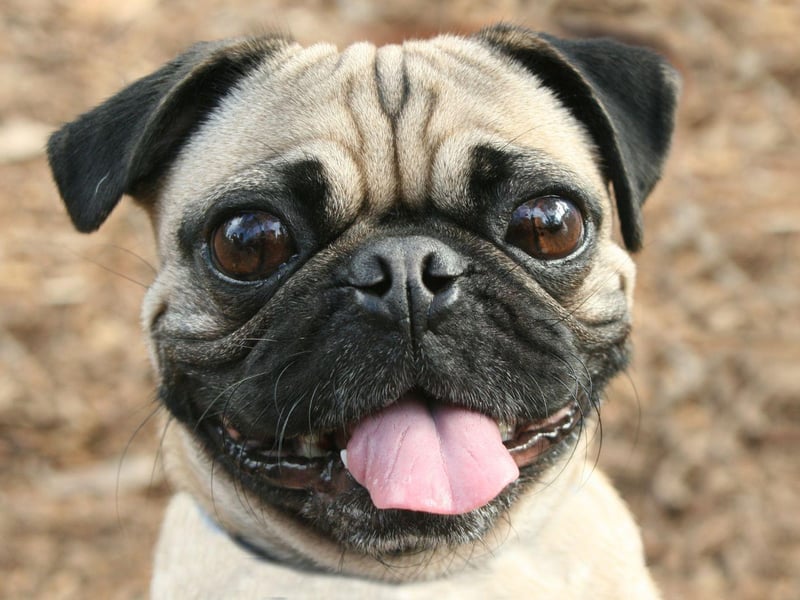 The average Pug lives for between 12-15 years, but Snookie, from South Africa, beat the odds to live for a remarkable 27 years and 284 days.