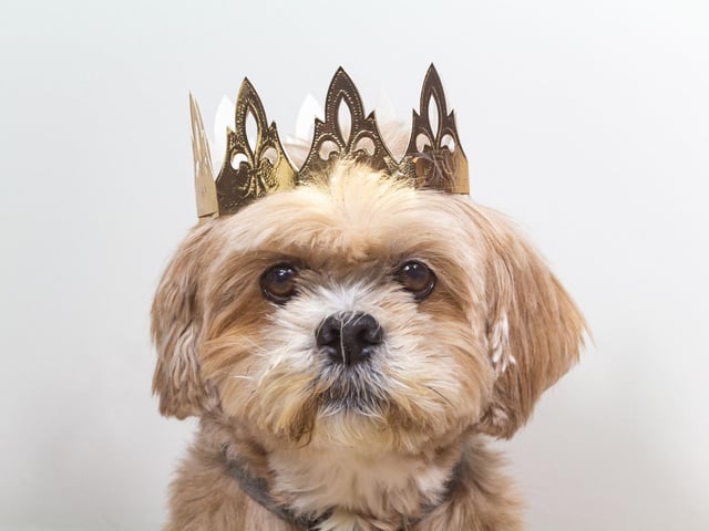 Peter is the eighth most popular royal dog name - relating to Peter Phillips, the Queen's eldest grandchild who is a successful businessman.