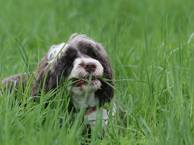 This is not always the case! Yes, it is true that sometimes when a dog feels nauseous or has excess stomach acid, they may eat grass to induce vomiting, but eating grass doesn't always mean they feel unwell. During the summer months, the grass actually just tastes nice to our pooches, so they will often eat it simply because they enjoy it.