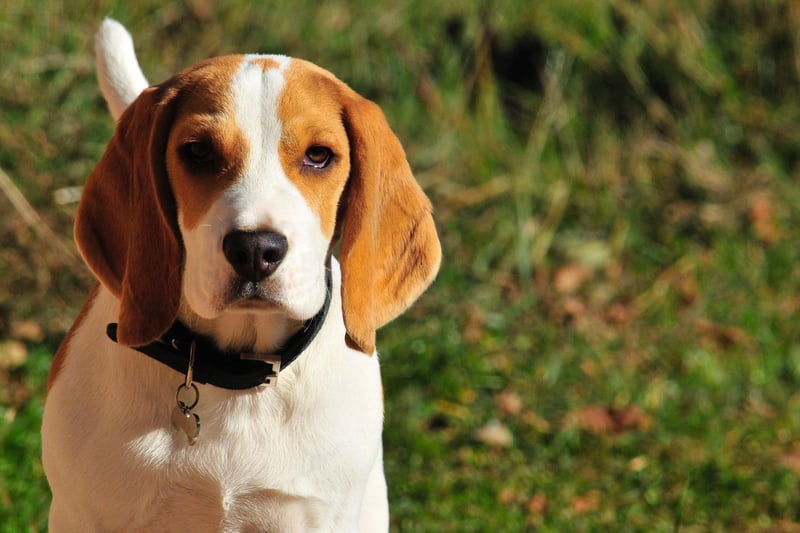 They can often be mischievous, noisy and boisterous - but the Beagle is rarely aggressively naughty.