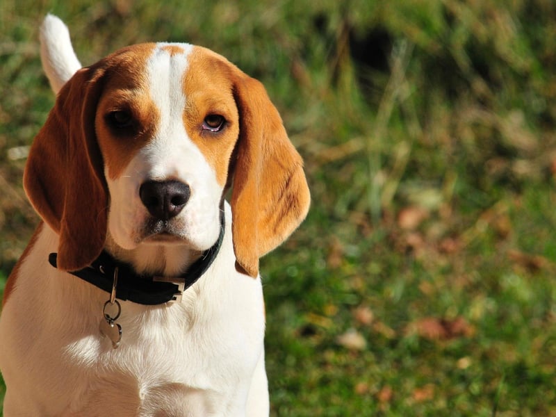They can often be mischievous, noisy and boisterous - but the Beagle is rarely aggressively naughty.