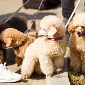 Here are 10 breeds of dog perfect for those who suffer allergies.