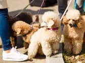 Here are 10 breeds of dog perfect for those who suffer allergies.