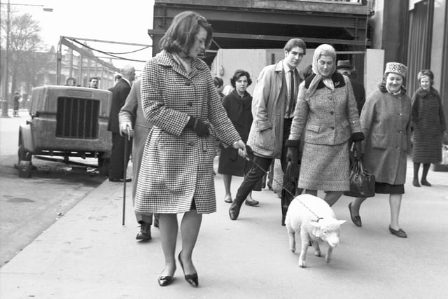 Marie Cadzow, of East Lothian, takes her pet lamb for a walk in Princes Street Edinburgh in March 1966.