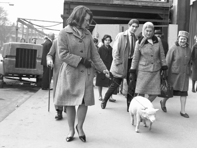 Marie Cadzow, of East Lothian, takes her pet lamb for a walk in Princes Street Edinburgh in March 1966.