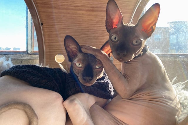 The popular hairless cat breed, the Sphynx, originated in 1960s Canada. They're a playful - often silly - breed that thrive on being the centre of attention.