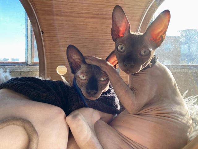 The popular hairless cat breed, the Sphynx, originated in 1960s Canada. They're a playful - often silly - breed that thrive on being the centre of attention.