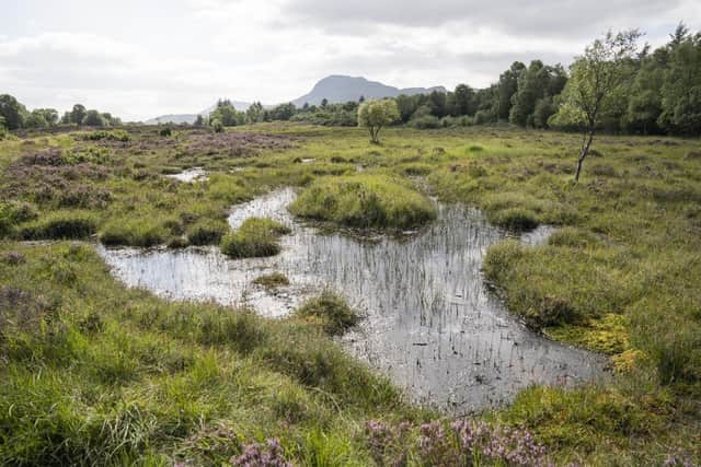 "We’re doing something new with Highlands Rewilding which I hope will be viewed as a good contribution to society.” - Pic credit Joe Gray