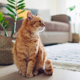Landlords should permit pets if appropriate and sensible precautions are taken (Picture: stock.adobe.com)