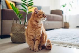 Landlords should permit pets if appropriate and sensible precautions are taken (Picture: stock.adobe.com)