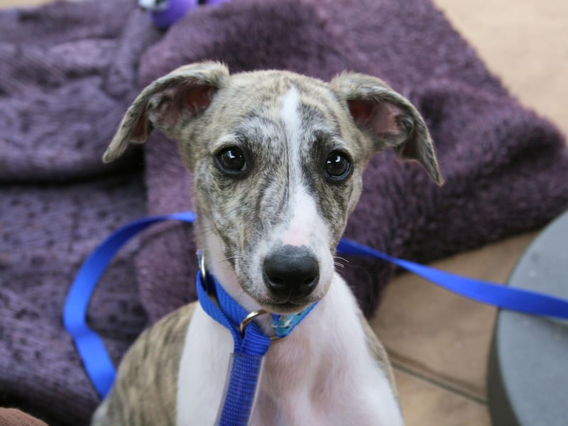 Descended from the larger Greyhound, the Whippet is nearly as speedy as its forebear and had 5,760 registrations last year.